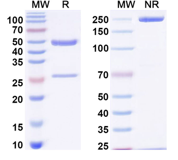ARG1/Arginase-1 Mouse Monoclonal Antibody