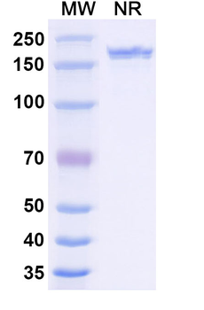 VEGFA Rabbit Monoclonal Antibody