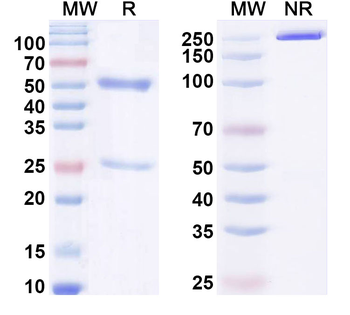 CCL1/I-309 Human Monoclonal Antibody