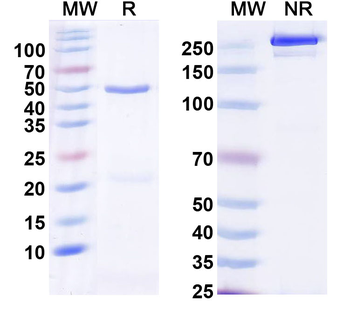 GFRAL Human Monoclonal Antibody