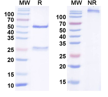 CD228/MELTF Human Monoclonal Antibody