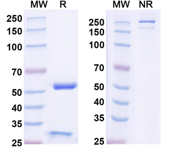 OPN/SPP1 Human Monoclonal Antibody