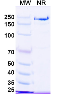 HPV16 L2/Minor capsid protein L2 Human Monoclonal Antibody