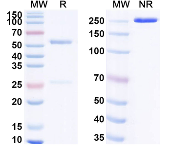 CD235a/GYPA Mouse Monoclonal Antibody