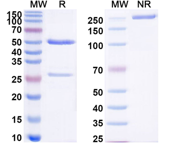 CD235a/GYPA Mouse Monoclonal Antibody
