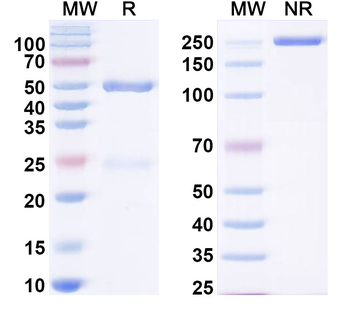 ADAM22 Mouse Monoclonal Antibody