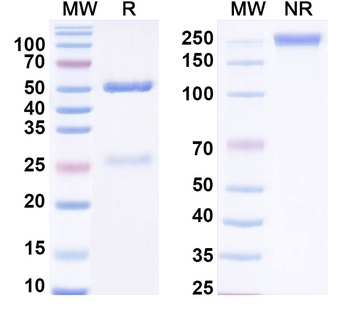 FGF13 Mouse Monoclonal Antibody
