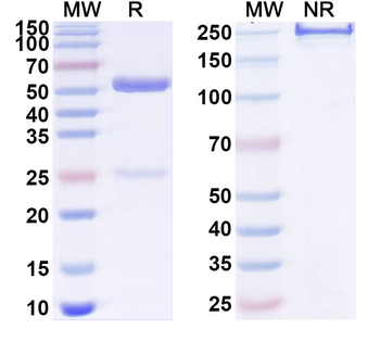 NGF/Beta-NGF Mouse Monoclonal Antibody