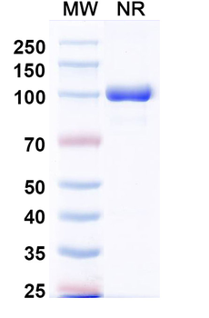 CXCL11/I-TAC Human Monoclonal Antibody