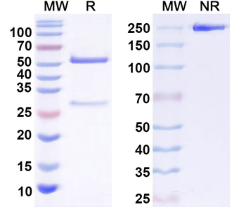 CXCL10/IP-10 Human Monoclonal Antibody