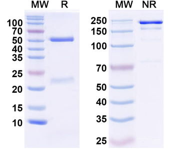 CXCL9/MIG Mouse Monoclonal Antibody