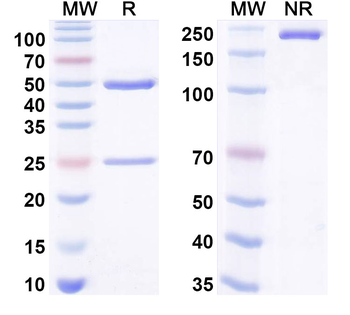 CCL24/Eotaxin-2/MPIF-2 Human Monoclonal Antibody