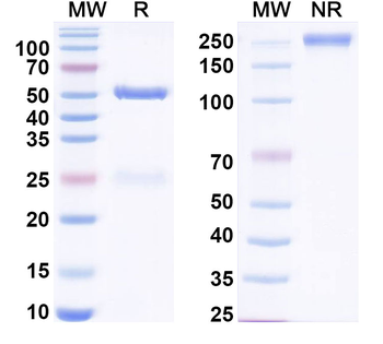 CCL17/TARC Human Monoclonal Antibody