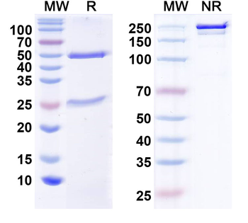 CCL11/Eotaxin Human Monoclonal Antibody