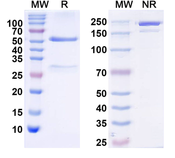 HBEGF Human Monoclonal Antibody