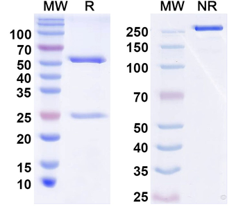 NGF/Beta-NGF Human Monoclonal Antibody