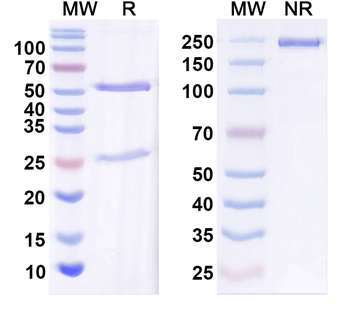 IGF1 Human Monoclonal Antibody