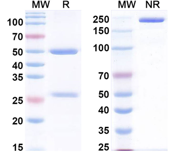 THPO Human Monoclonal Antibody