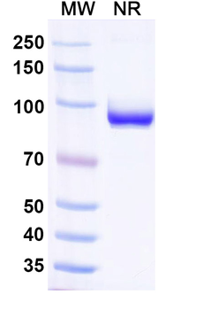 Influenza A virus NP/Nucleoprotein Mouse Monoclonal Antibody