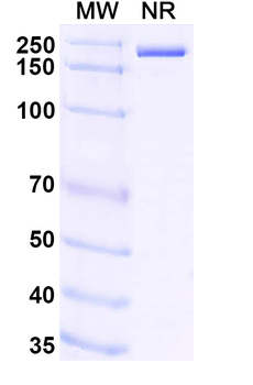 Rotavirus A/RV-A Intermediate capsid protein VP6 Mouse Monoclonal Antibody