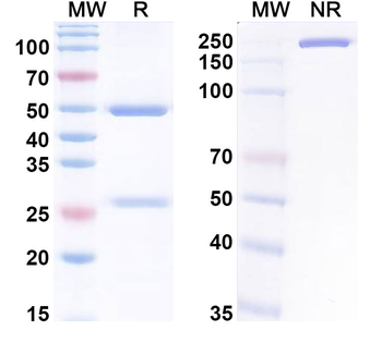 HSV1/HHV1 gE/Envelope glycoprotein E Human Monoclonal Antibody