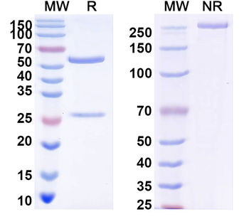 VZV/HHV3 gH/gL Complexes Human Monoclonal Antibody