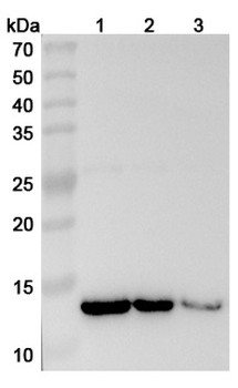 IL13 Human Monoclonal Antibody