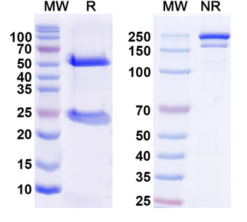 IL12B/IL-12 p40/NKSF2 Human Monoclonal Antibody