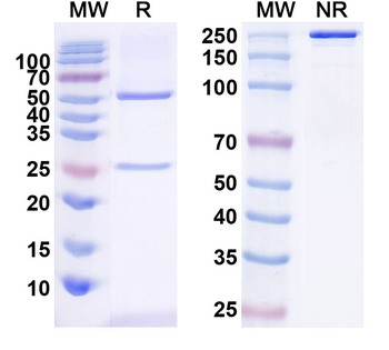 IL10 Mouse Monoclonal Antibody