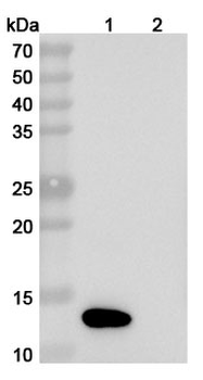 IL8/CXCL8 Mouse Monoclonal Antibody