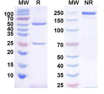 IL5 Human Monoclonal Antibody