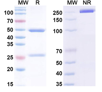 IL1A/IL1F1 Human Monoclonal Antibody