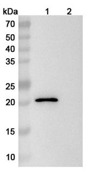 CD16/CD32 Mouse Monoclonal Antibody