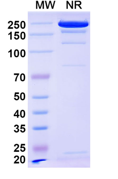 O157:H7 FliC/Flagellin Human Monoclonal Antibody