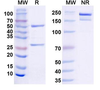 CD279/PDCD1/PD1 Mouse Monoclonal Antibody