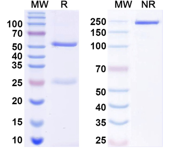 Dermatophagoides farinae DERF1/DERP1 Human Monoclonal Antibody