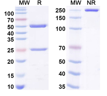 VEGFA Mouse Monoclonal Antibody