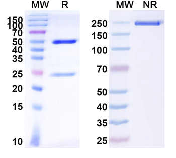 Foot-and-mouth disease virus/FMDV 3ABC/3B Human Monoclonal Antibody