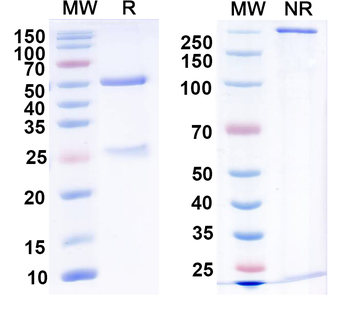 Vaccinia virus/VACV A27L Human Monoclonal Antibody