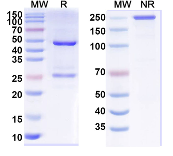 PTHrP/PTHLH (1-34) Mouse Monoclonal Antibody