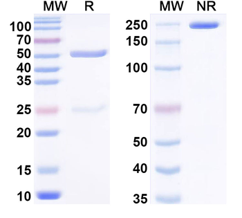 PTH(1-34) Mouse Monoclonal Antibody