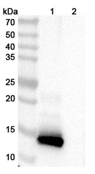 PTH(1-34) Mouse Monoclonal Antibody