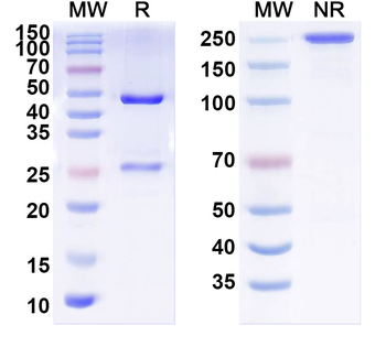 PTHrP/PTHLH (1-34) Mouse Monoclonal Antibody