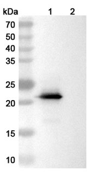 PTHrP/PTHLH (1-34) Mouse Monoclonal Antibody