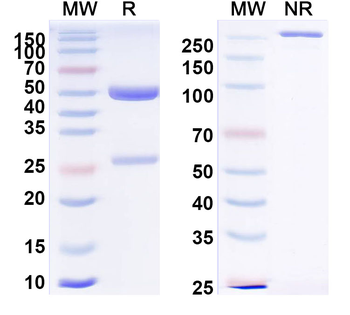 AFP/Alpha-fetoprotein Mouse Monoclonal Antibody