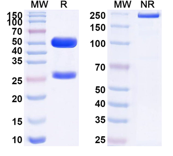 ARG2/Arginase II Mouse Monoclonal Antibody