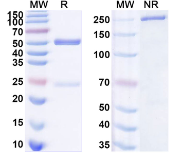 GRIA2/GluR-2 Mouse Monoclonal Antibody