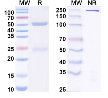 GRIA1/GluR-1 Mouse Monoclonal Antibody