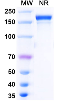 Vaccinia virus/VACV B5R Mouse Monoclonal Antibody