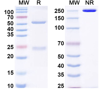 KIRREL3/NEPH2 Mouse Monoclonal Antibody